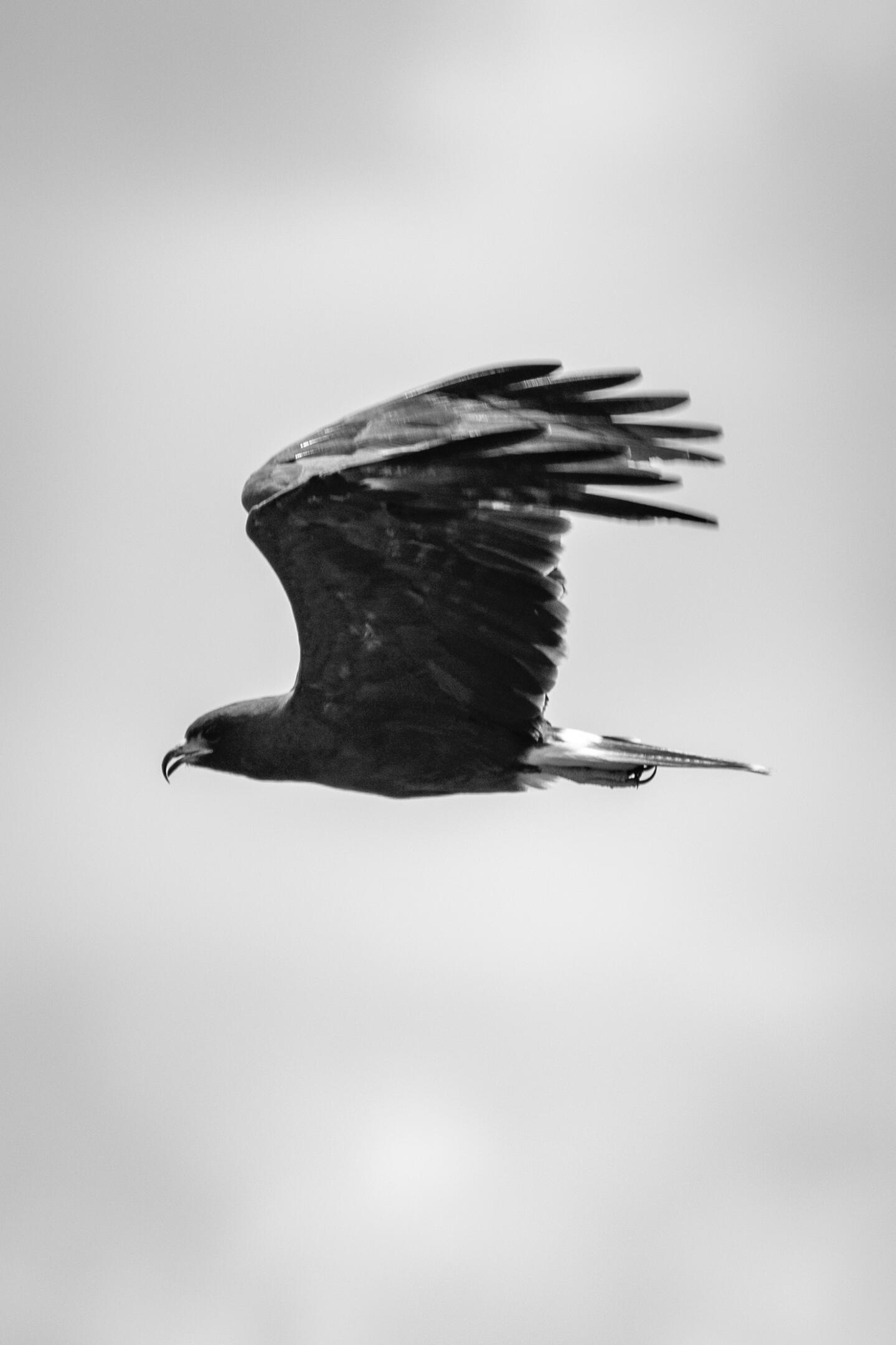 Perch